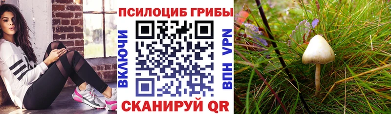 Псилоцибиновые грибы прущие грибы Соль-Илецк